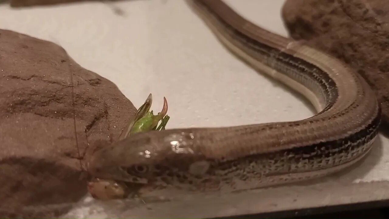 FEEDING LARRY THE LEGLESS LIZARD (09/07/23) 🎶