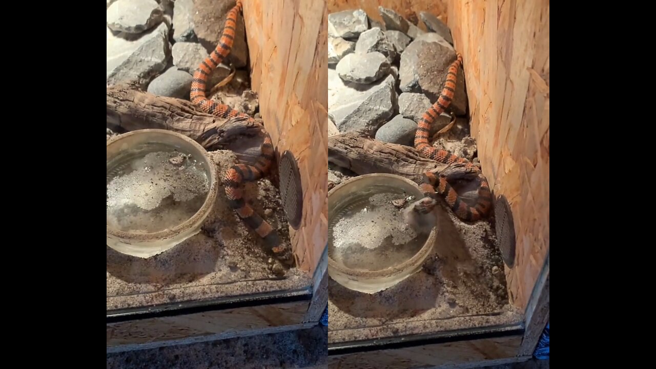 SNAKE IS TRY TO HIDE FROM US 🐍🔑