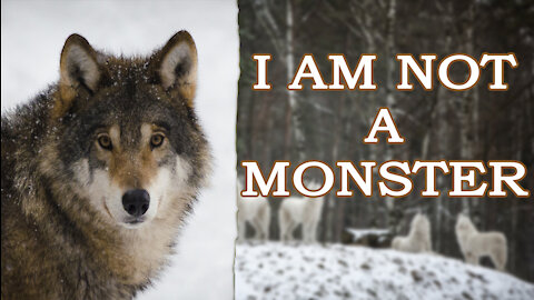 Grey Wolf facts: Wolf documentary