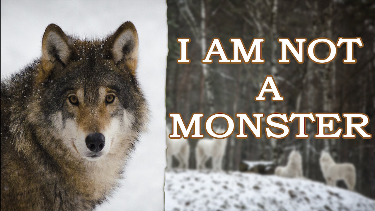 Grey Wolf facts: Wolf documentary