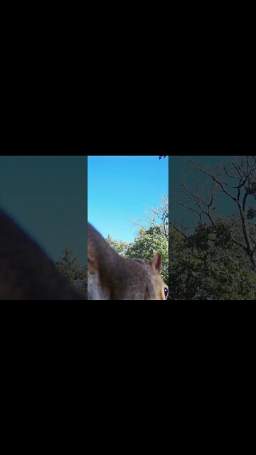 Get Busy , Squirrel 🐿️ Life #squirrels