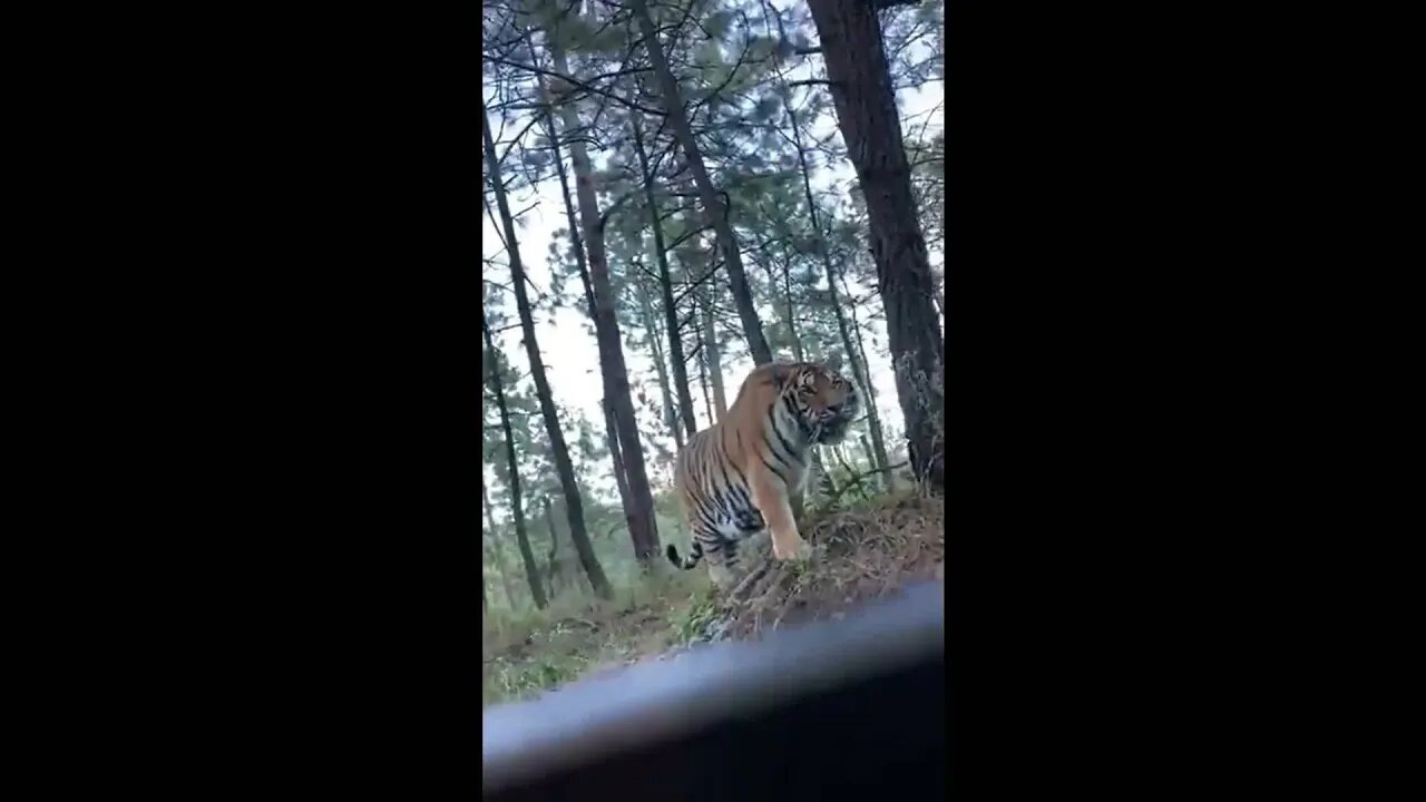 Insane Mountain Lion Invades Home & Tiger Loose In Jalisco