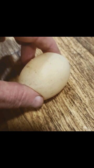 Soft shelled chicken egg
