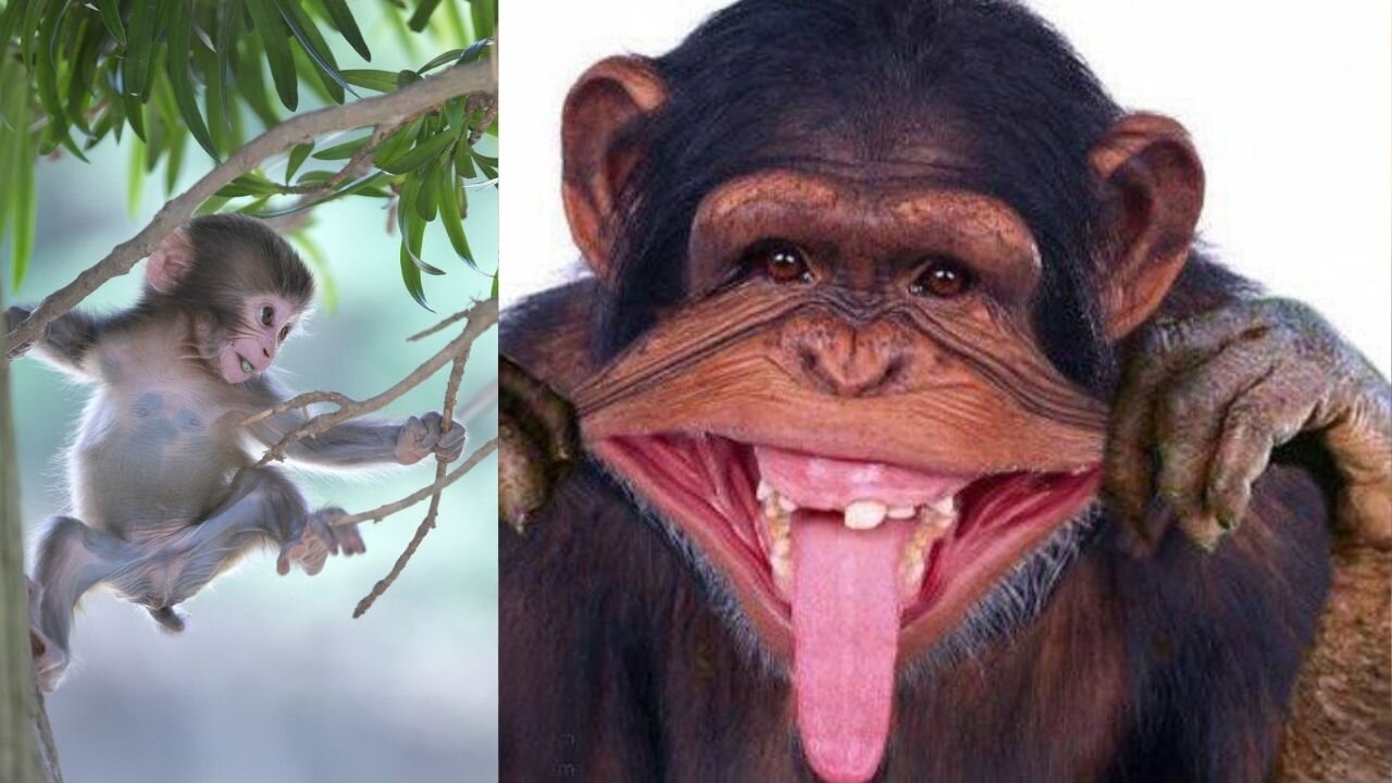 Funny Monkey Videos - A Funny Monkeys Compilation 2021--