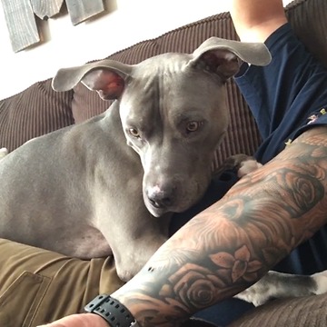 Worst fly catcher ever