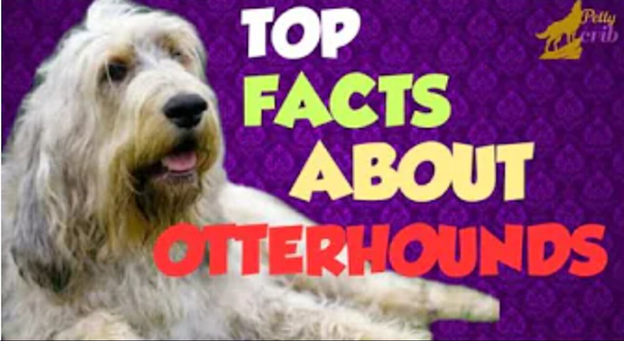 TOP FACTS ABOUT OTTERHOUNDS YOU NEED TO KNOW !!