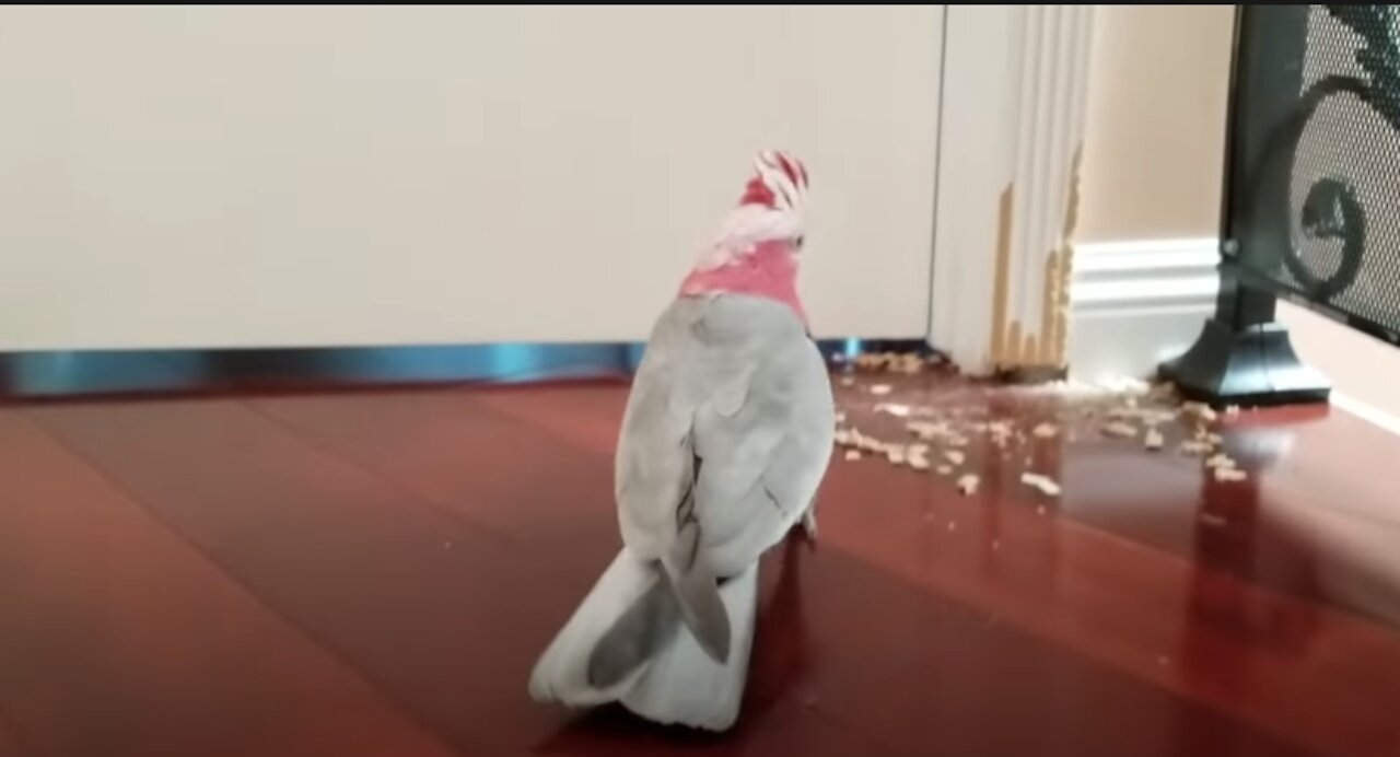 Vinny The Talking Cockatoo Destroys The Wall | COCKATOO TALKING