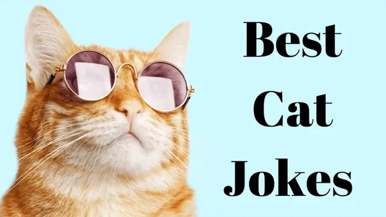 Latest Funny Cats Jokes 2023