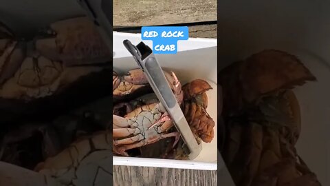 RED ROCK CRAB