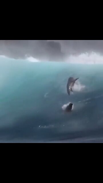 California sea lions leaping through massive waves off Santa Barbara Island, west of Los Angeles.