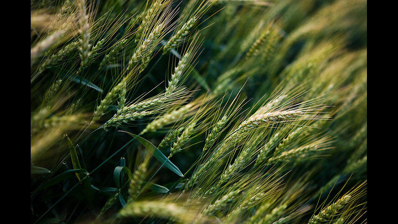 Aviv Barley Declared In Israel 4/1/24