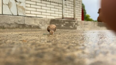 Just a snail cruising by after a generous rain 🌧. Penny’s in the background. ✌🏻🇺🇸