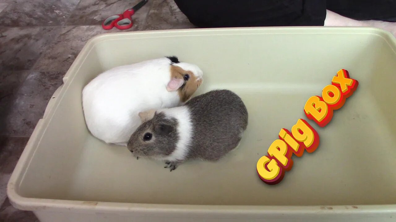 GPig Box December 2022! 😍