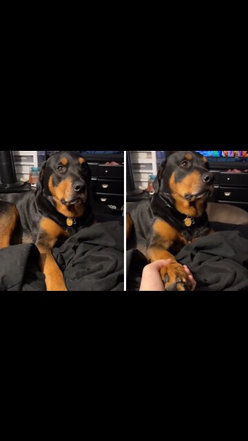 Rottweiler gives hilarious eye roll when asked to hold hands