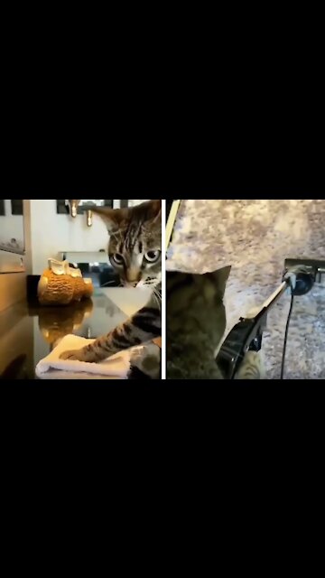Funny Cat Doing Housework
