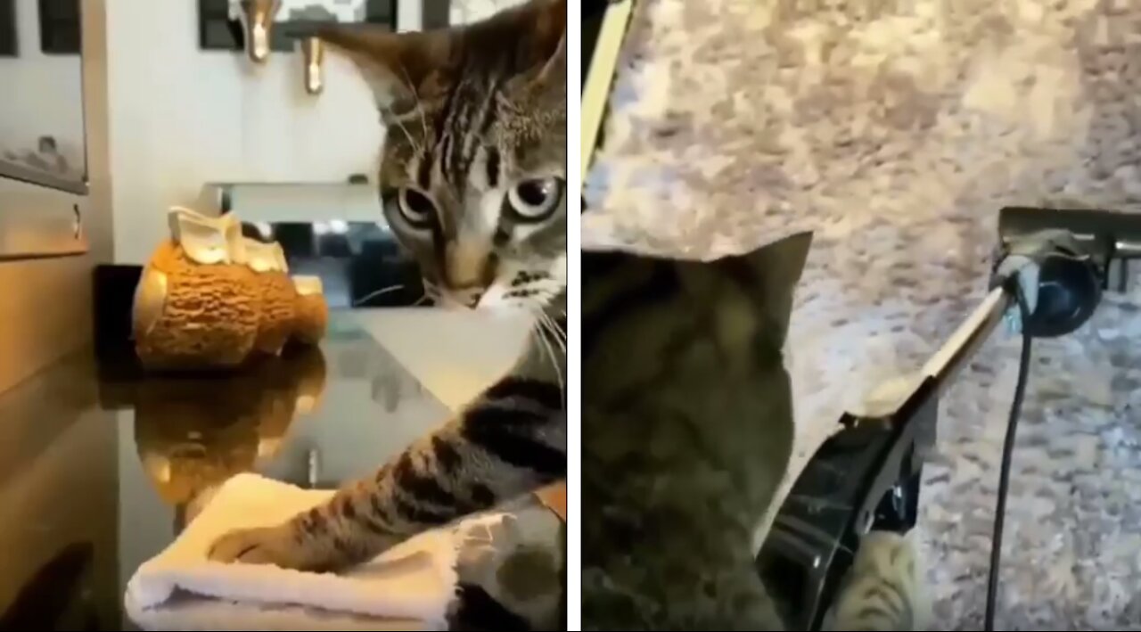 Funny Cat Doing Housework