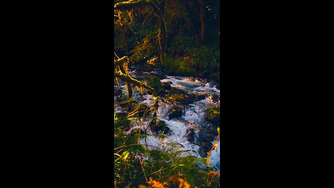 Bathed in the sunshine, embraced by the whispering forest, and serenaded by the flowing river..