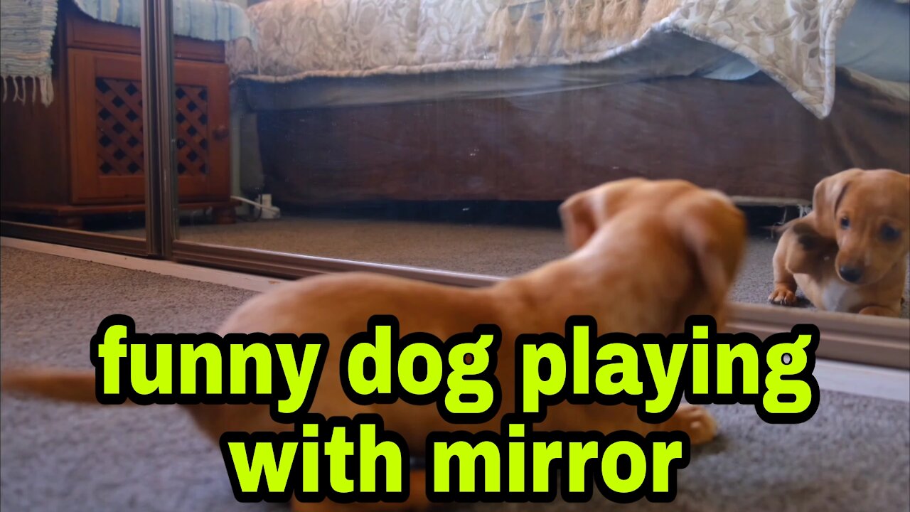 lol dog playing with mirror