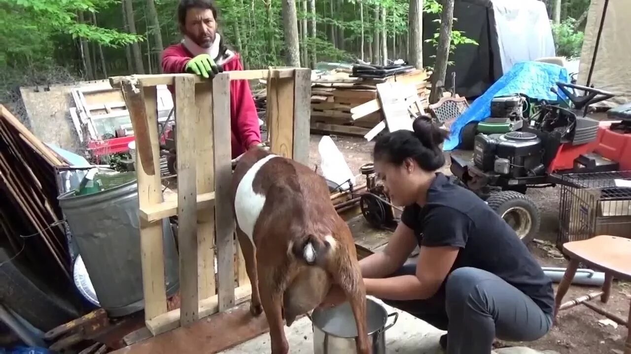 Melanie Milks The Goats Her First Time