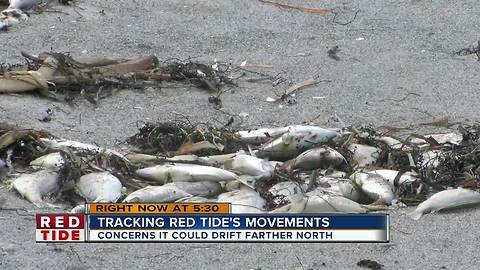 Marine expert: "Substantial" red tide could impact Pinellas soon