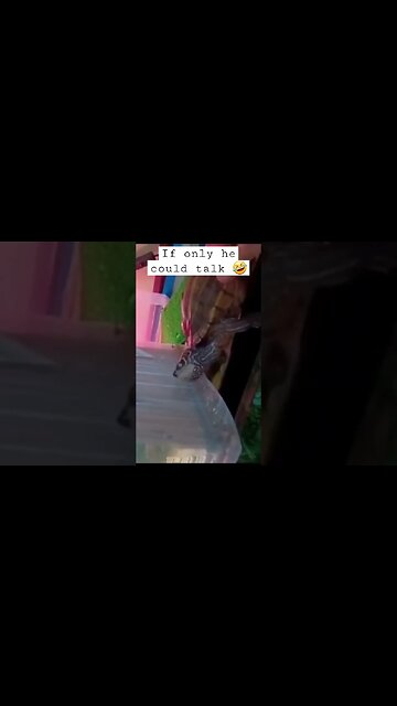 If Turtles could talk - Flash adventures V1 #pets #voiceover #fyp