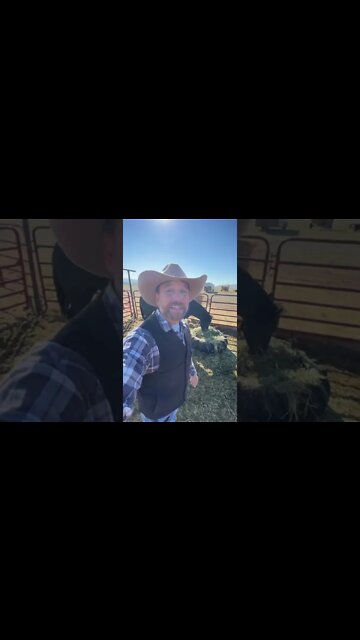 Should we Microchip Our Horses?