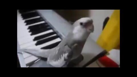 The parrot sings along | funny, parrot, | bird, music, | beautiful,