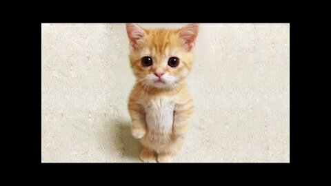 So Cute and Funny 💗 The most Funny Cat video I have ever seen 💗