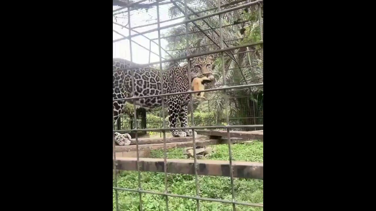 Leopard enjoying a mouse lunch