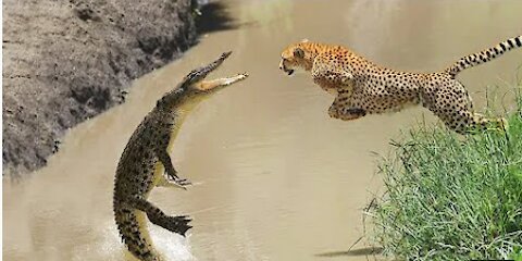 Crocodile and Cheetah Fights Eachother