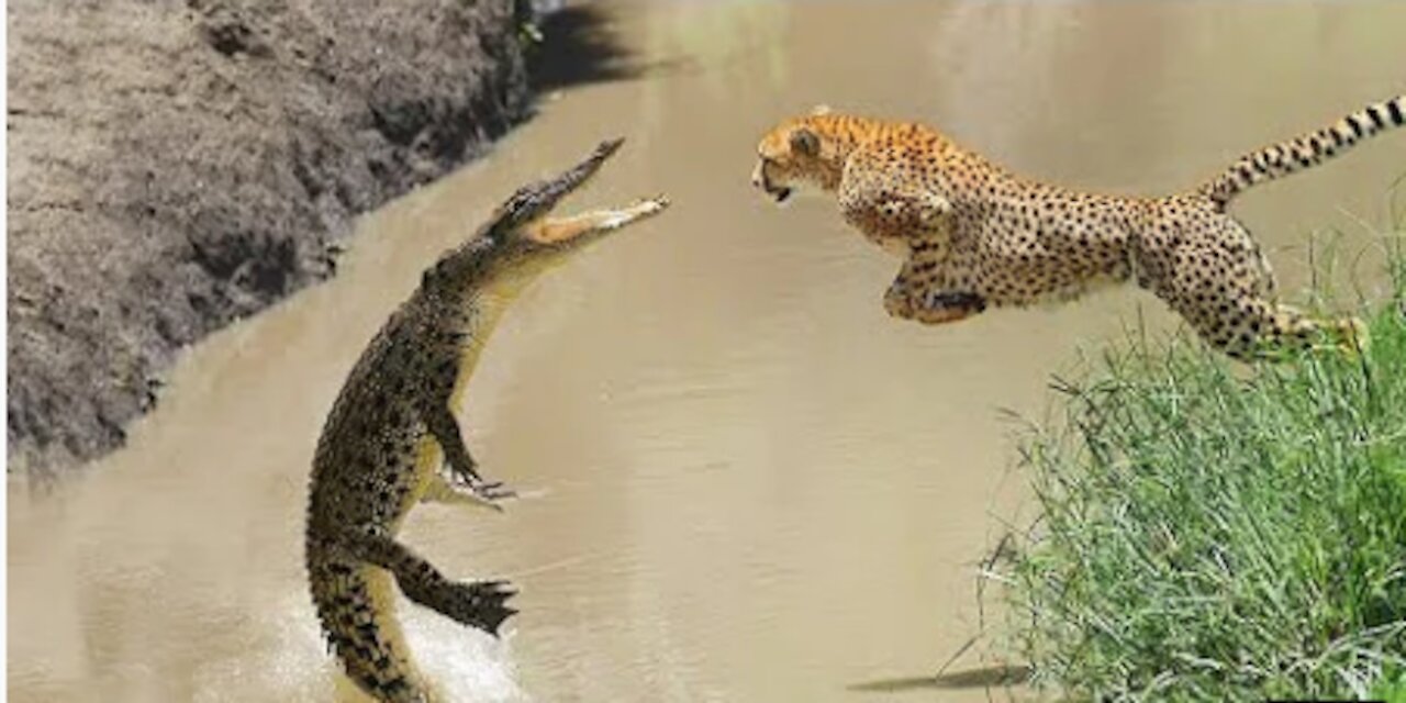 Crocodile and Cheetah Fights Eachother