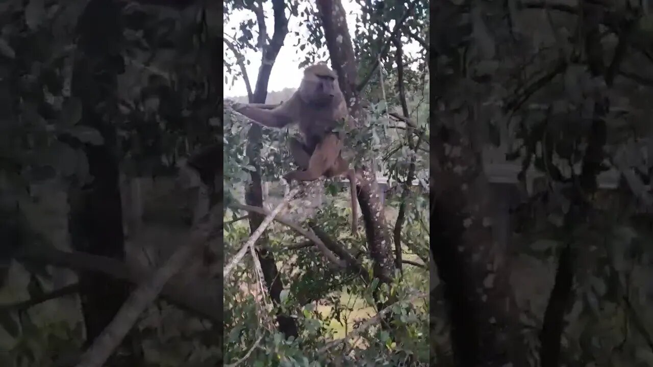 savannah monkey 1#relaxing #lions #nature #travel #wildlife #viral #animals #love #cat#short