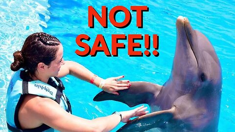 UFC Fighters Should NOT Swim With Dolphins