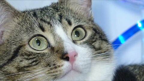 Cat Photography