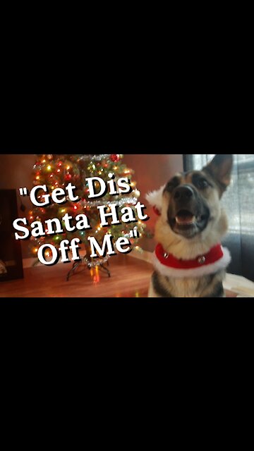 Dog Vs Santa Hat | My Dog Has So Much Christmas Cheer 😂