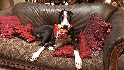 Great Dane celebrates her birthday with a bag of treats