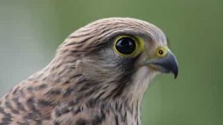 Woman rescues hawk stuck in fence