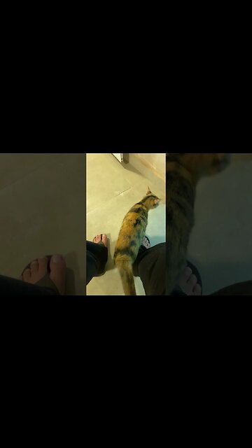 Quem tem gato sabe que roupa preta e gato não combina #shorts