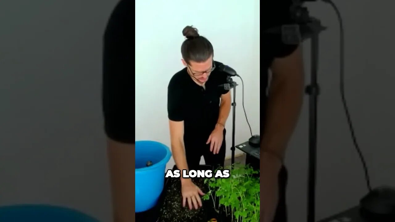 Growing Moringa Microgreens Successfully in Northern Climates Keep it Warm and Thriving