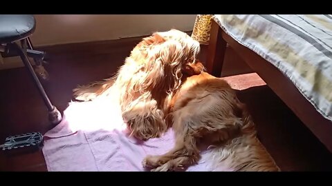 #dogshow , #animals , #dogs, #shorts