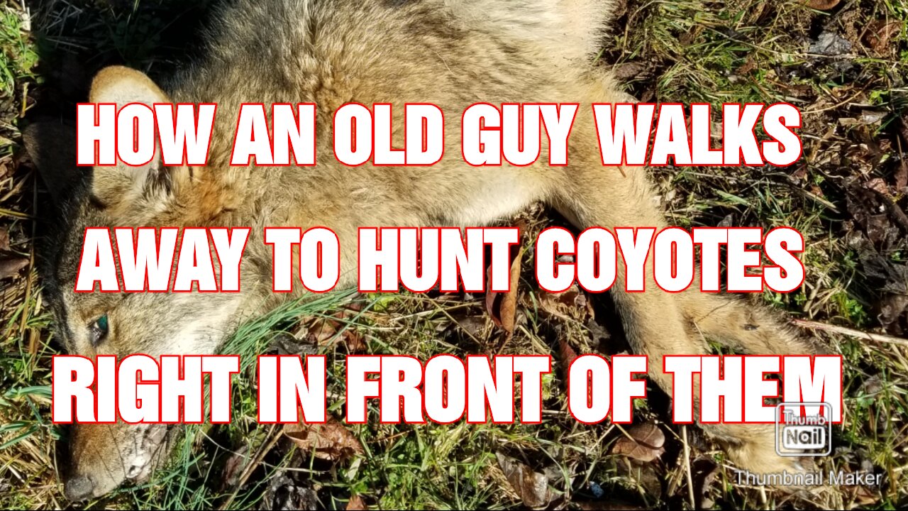 How to walk away from a coyote hunt then get the coyote