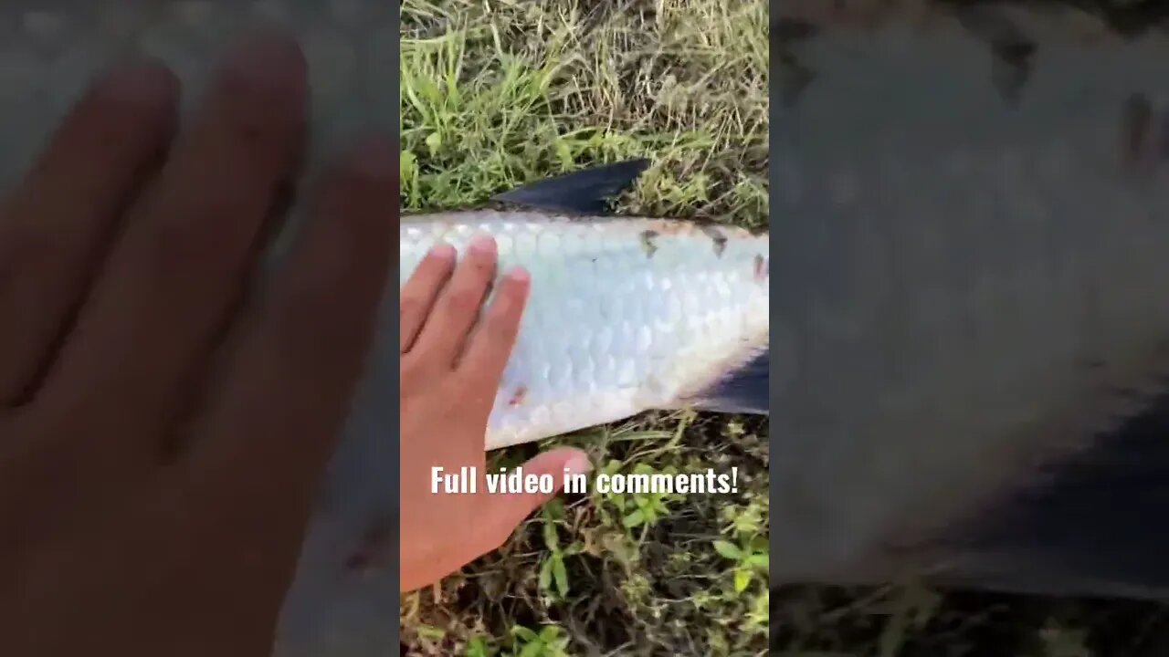 CRAZY freshwater tarpon!