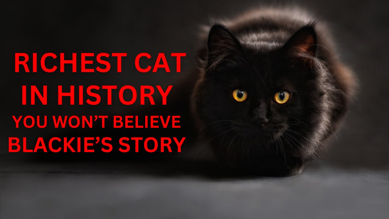 10 fun and interesting cat facts that we bet you didnt know