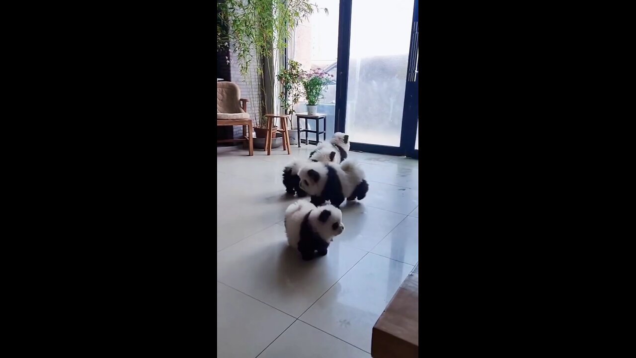 Cute panda dogs