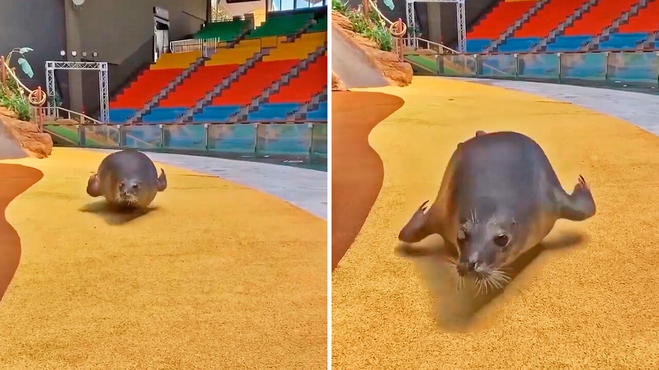 Little seal bouncing