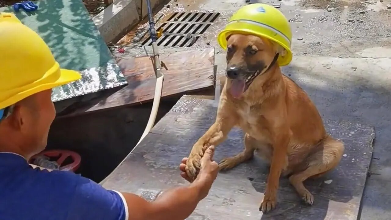狗狗在工地上混2年,成为搬砖队扛把子,网友调侃它是狗界的传奇