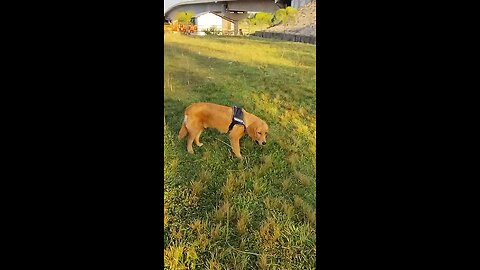 Why does My Dog eat grass?