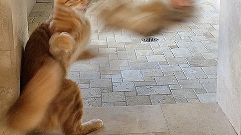 Funny Jack the Cat Dances with Squirrel Stuffie