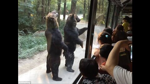 Watch These Bears Walk on Hind Legs Entertaining Surprised Tourists