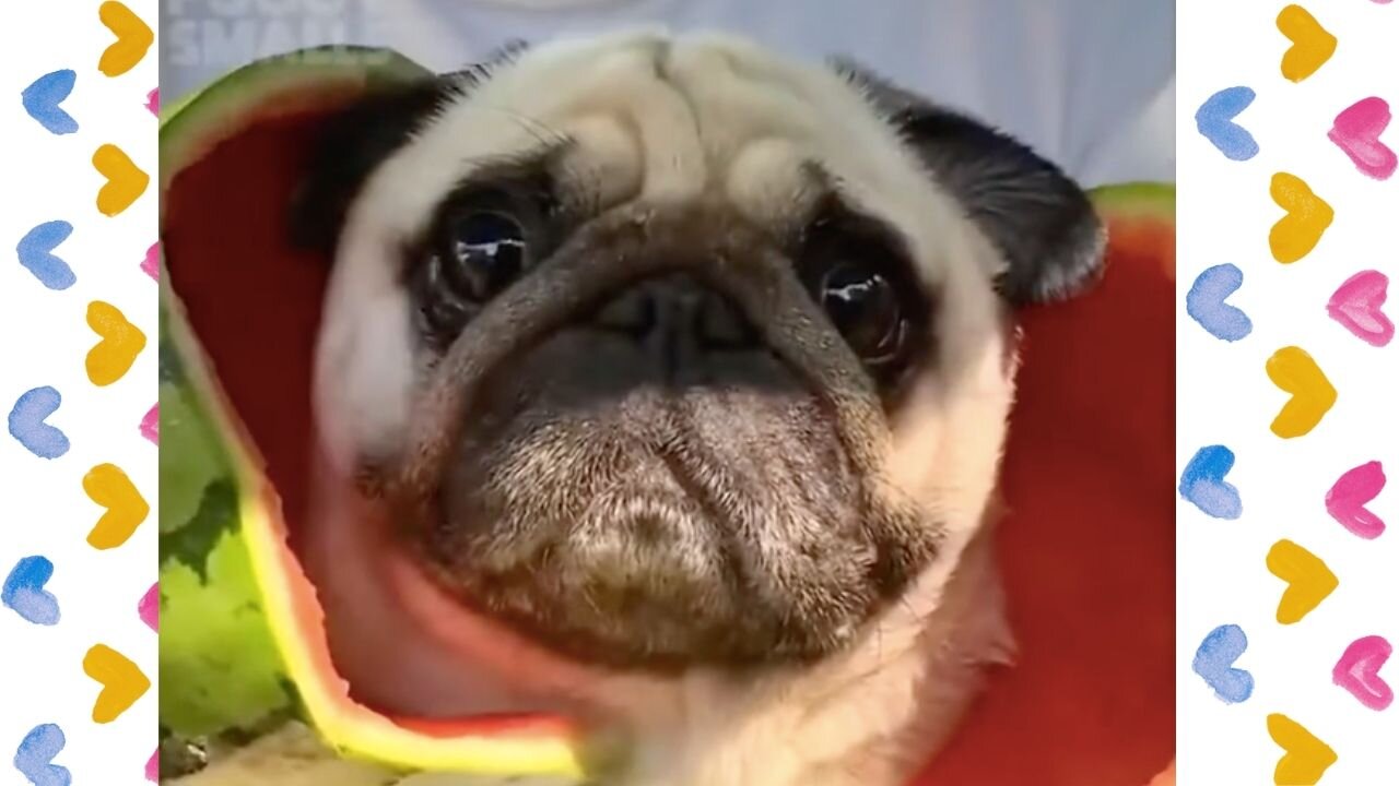 Pranks and pranks of kittens and puppies.